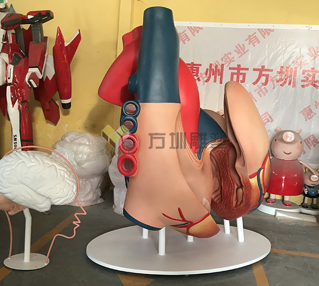 玻璃钢人体器官心脏雕塑模型